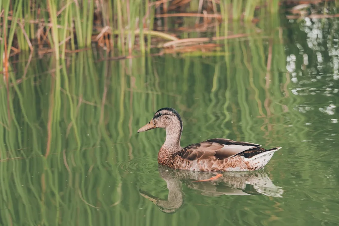 Glamping Voivodato de Varmia y Masuria