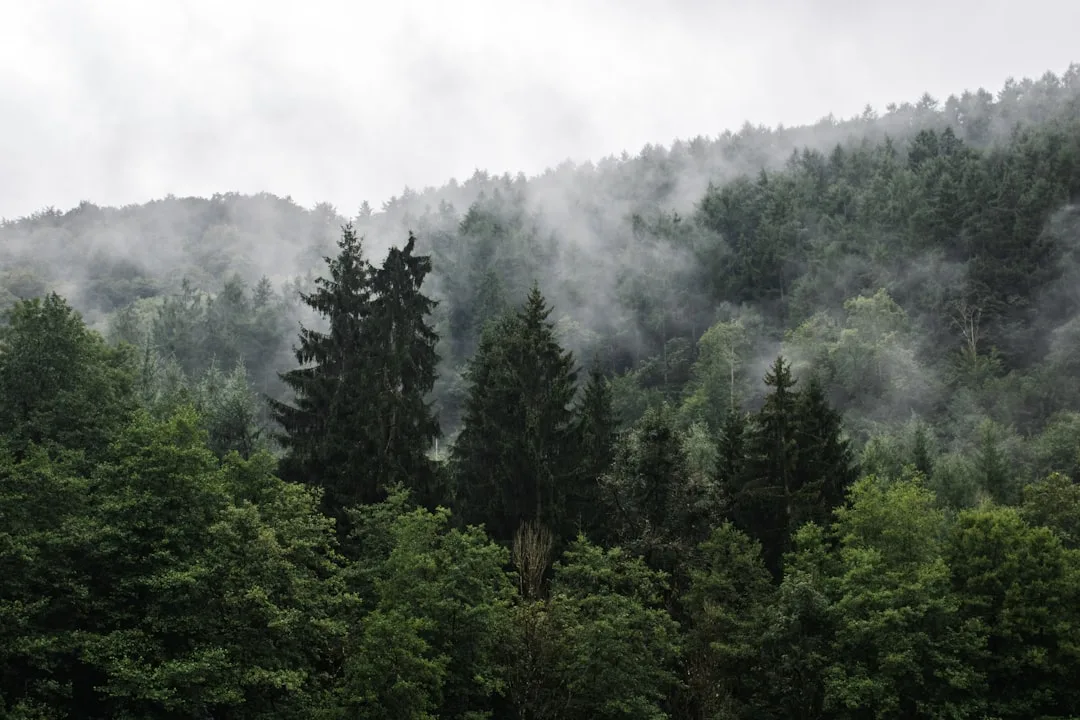 Bosques de las Ardenas