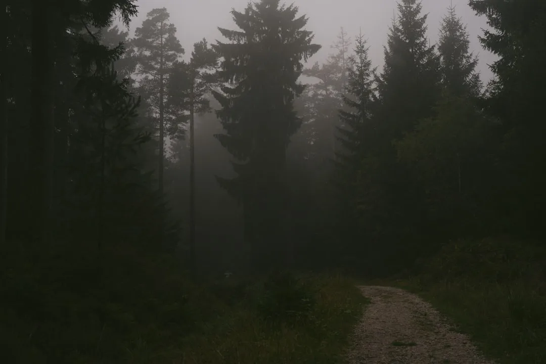 Bosques milenarios y parques nacionales