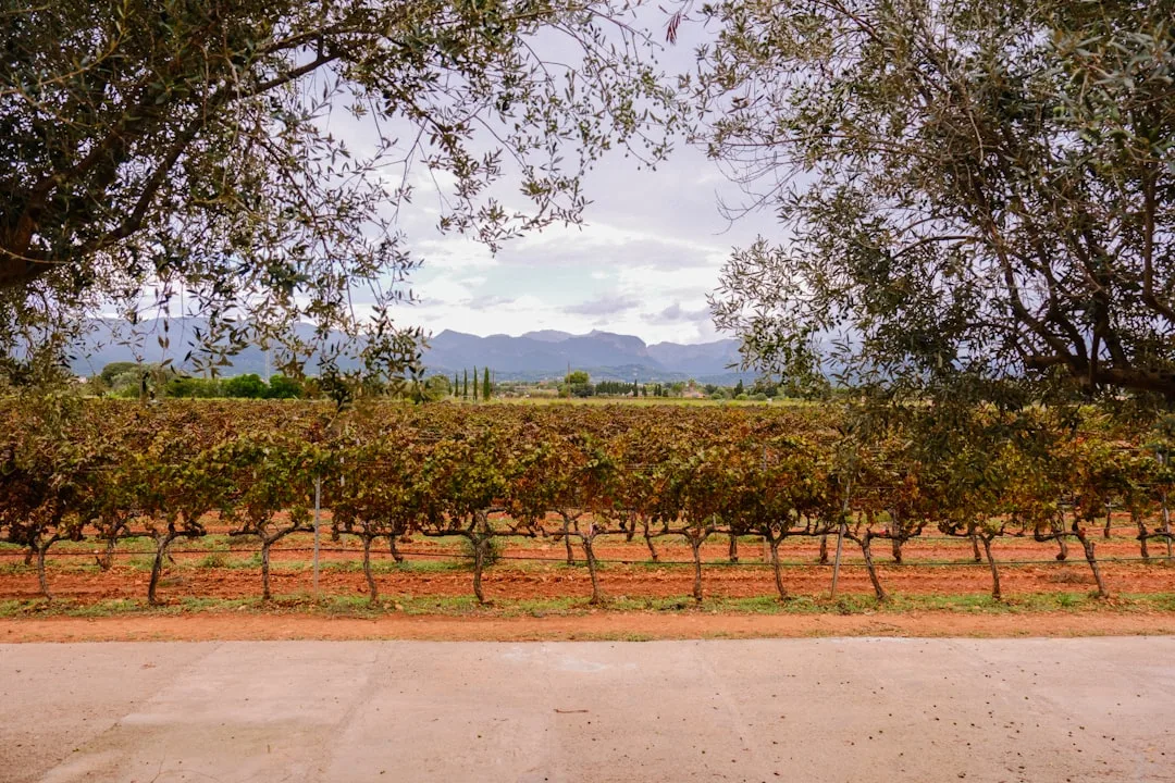 Enoturismo y cultura del vino