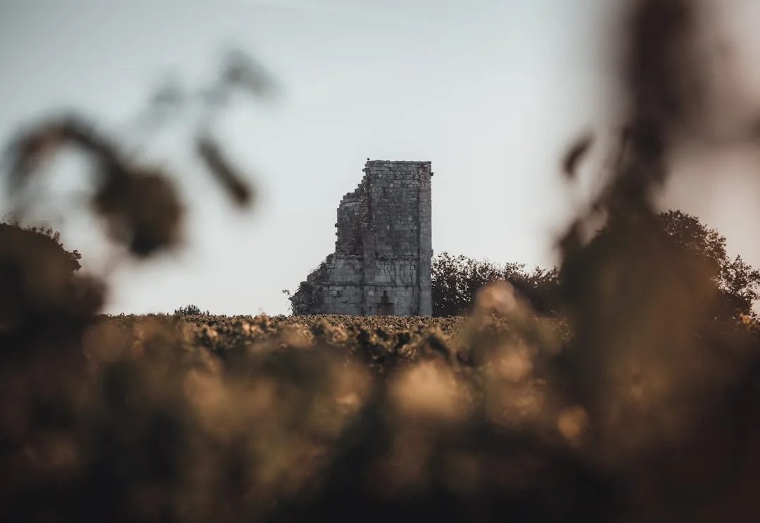 Viñedos y enoturismo