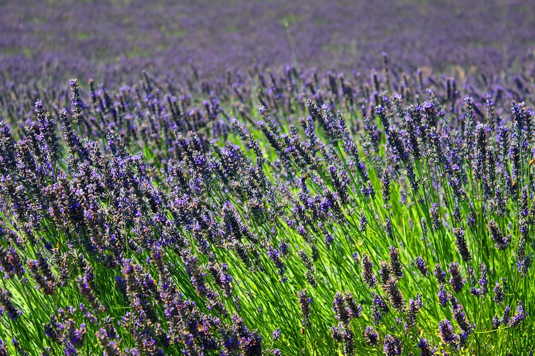 Lavanda, Provenza y el Midi