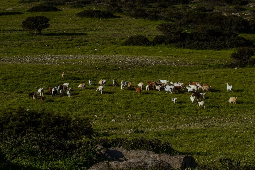 Islas del Egeo y vida insular