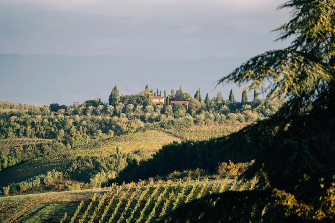 Viñedos toscanos y catas de vino