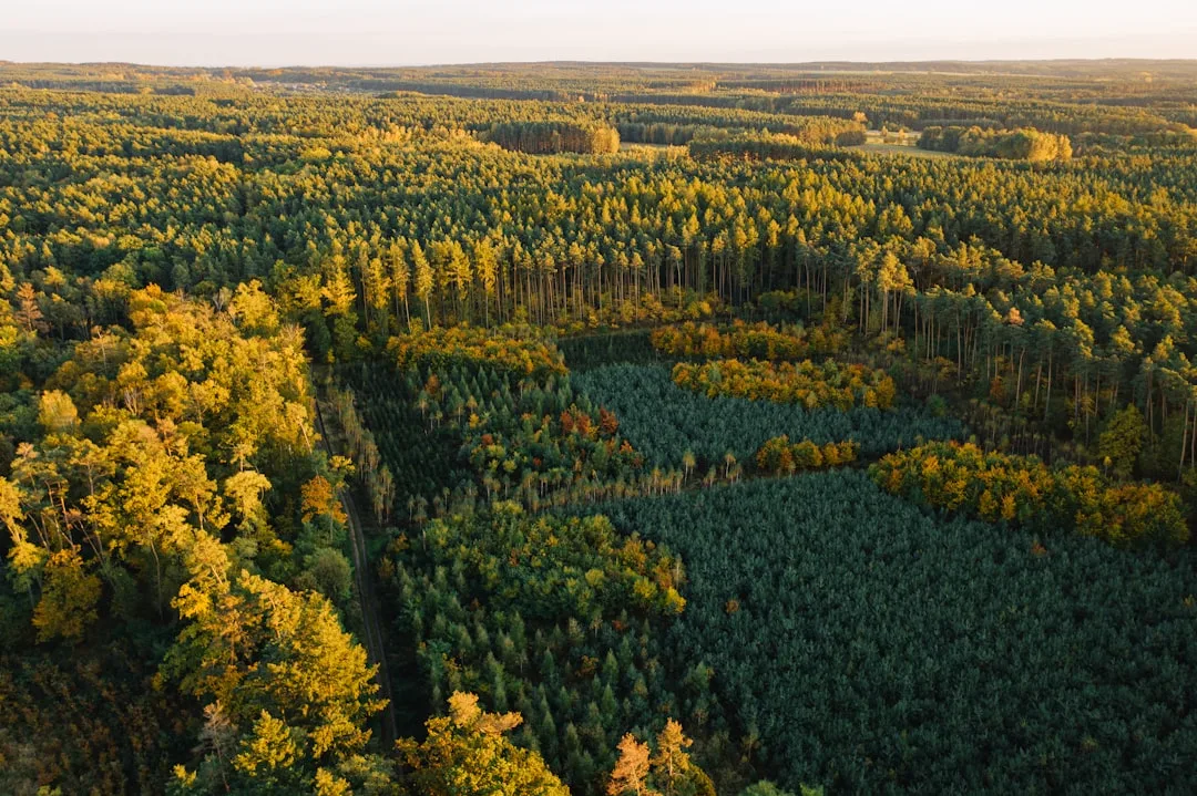 Bosques primigenios y fauna salvaje