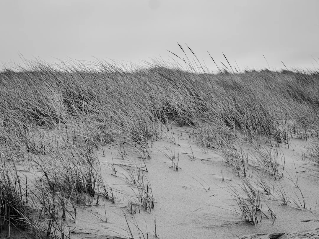 Costa báltica y dunas
