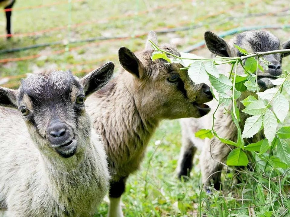Le Perchoir des Pyrénées