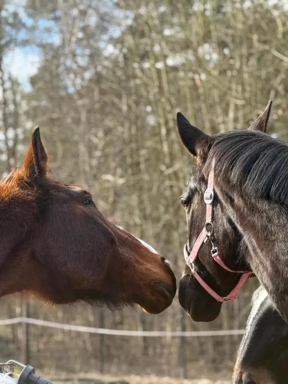 Mongolische Jurte auf Landhof inmitten der Natur bei Lübeck