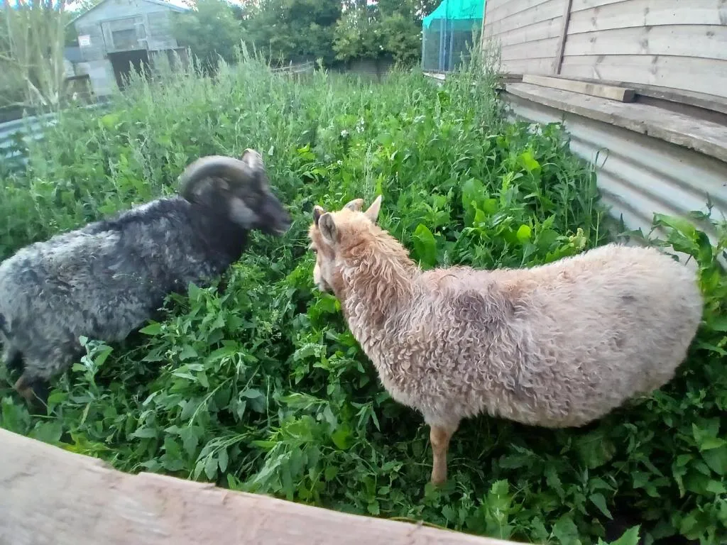 Willowbank farm rare breeds rescue
