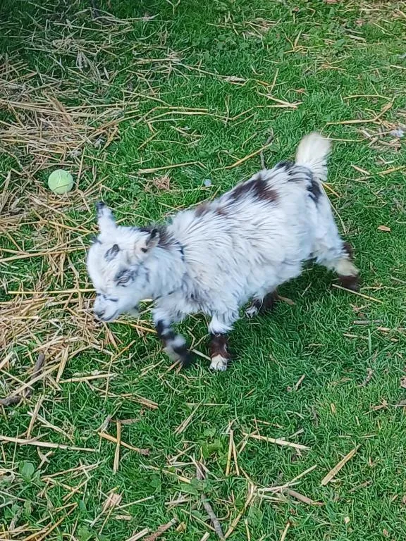 Willowbank farm rare breeds rescue